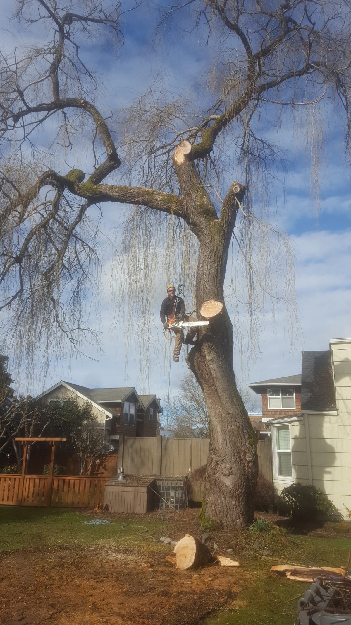 Climber Matt works at removing a dead Weeping Willow tree.
